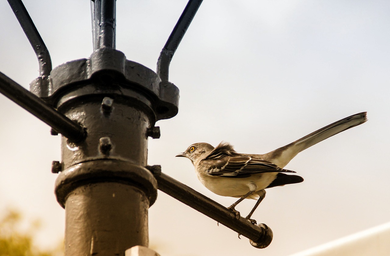 bird perched urban free photo