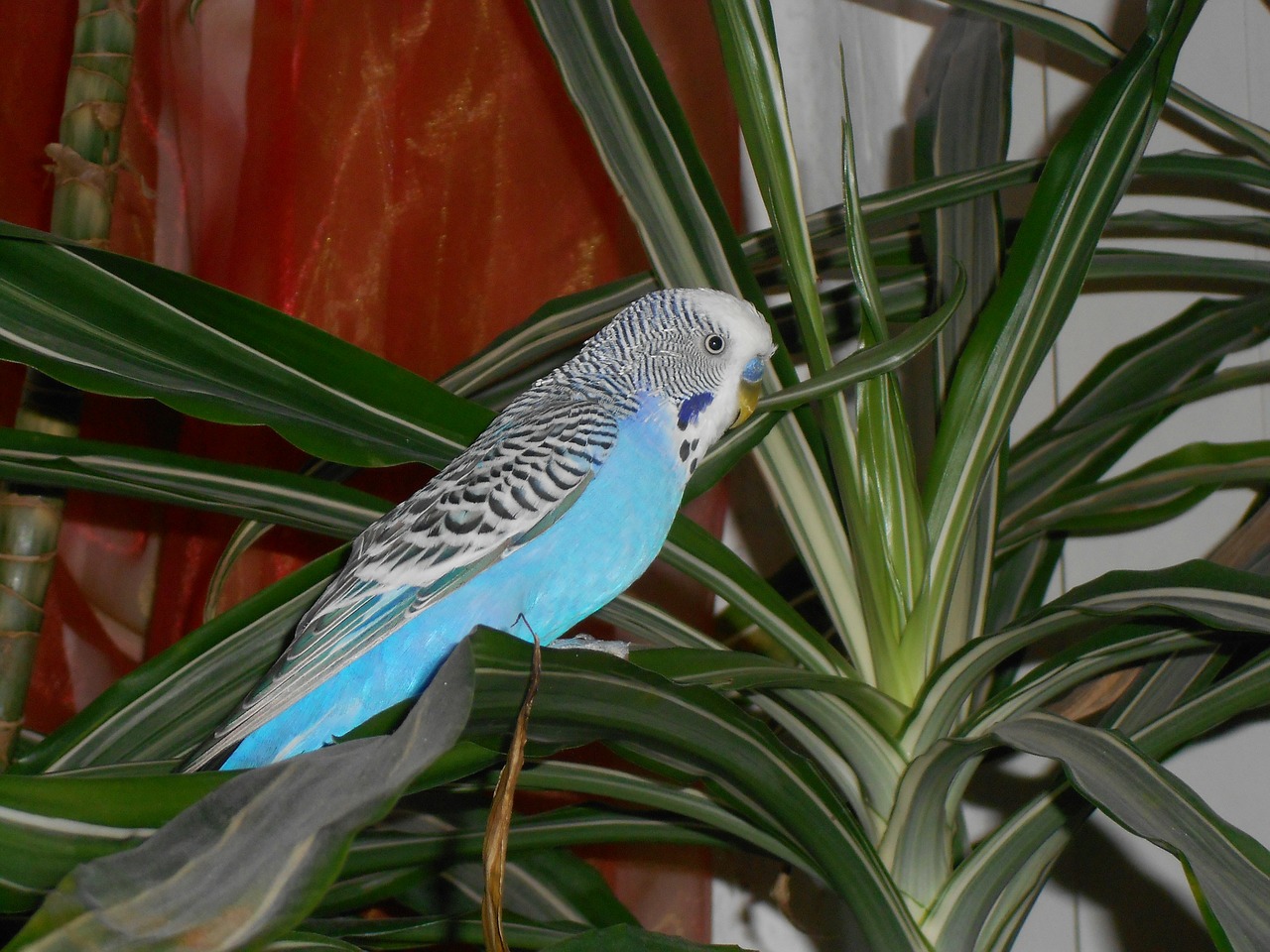 bird wellensttich parakeet free photo