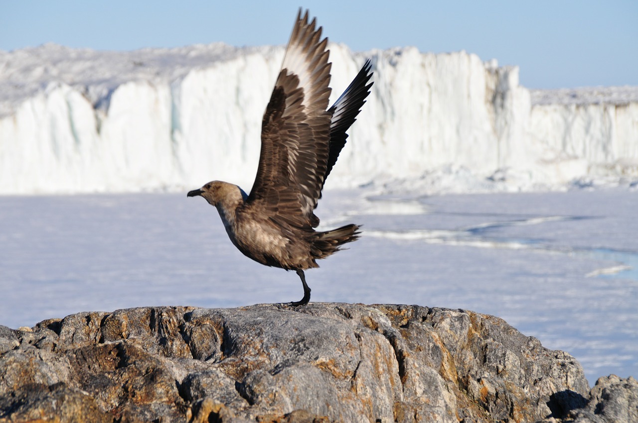 bird flight animal free photo