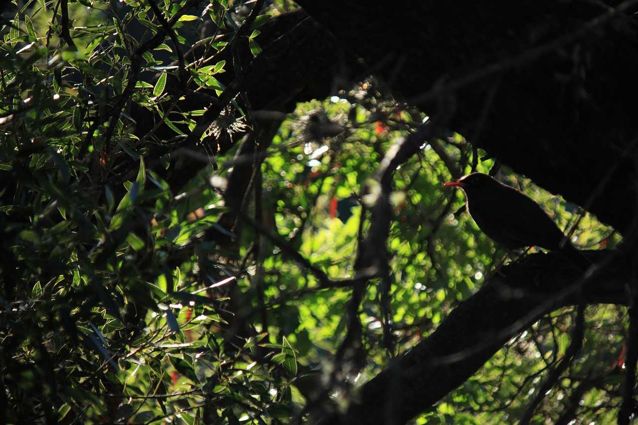 bird tree spring free photo