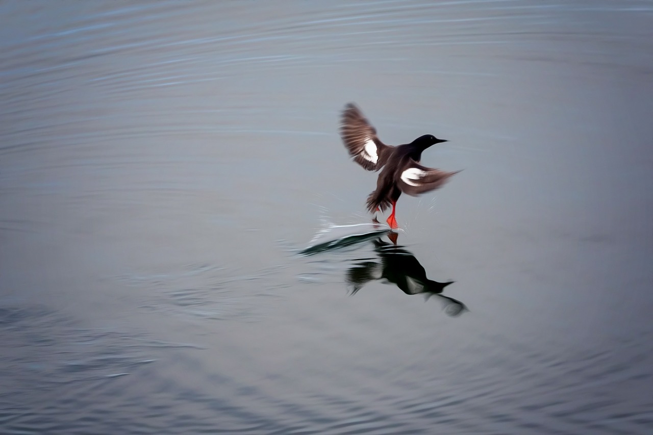 bird landing water free photo