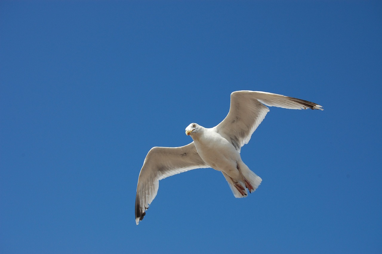 bird seagull sky free photo