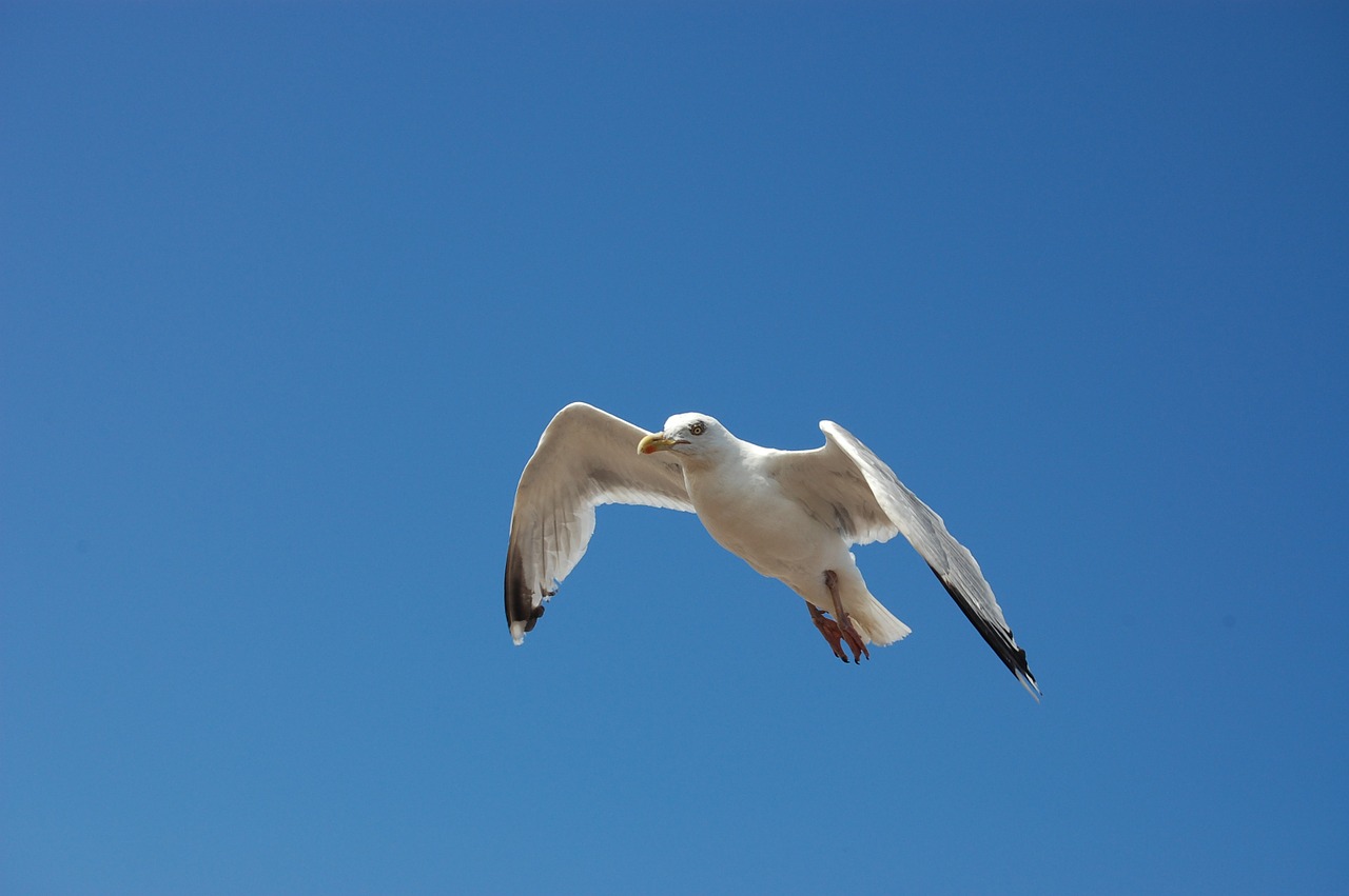 bird seagull blue sky free photo