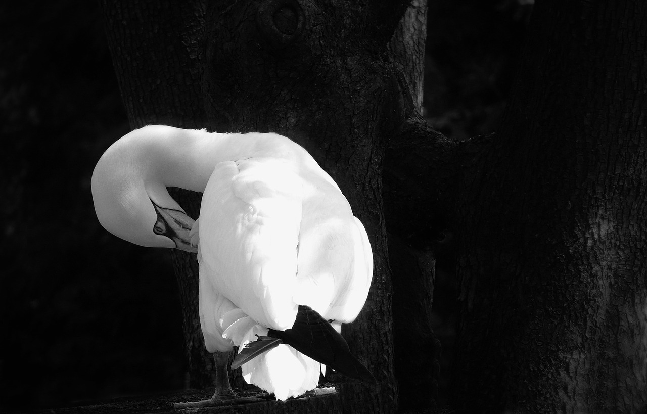 bird black white free photo