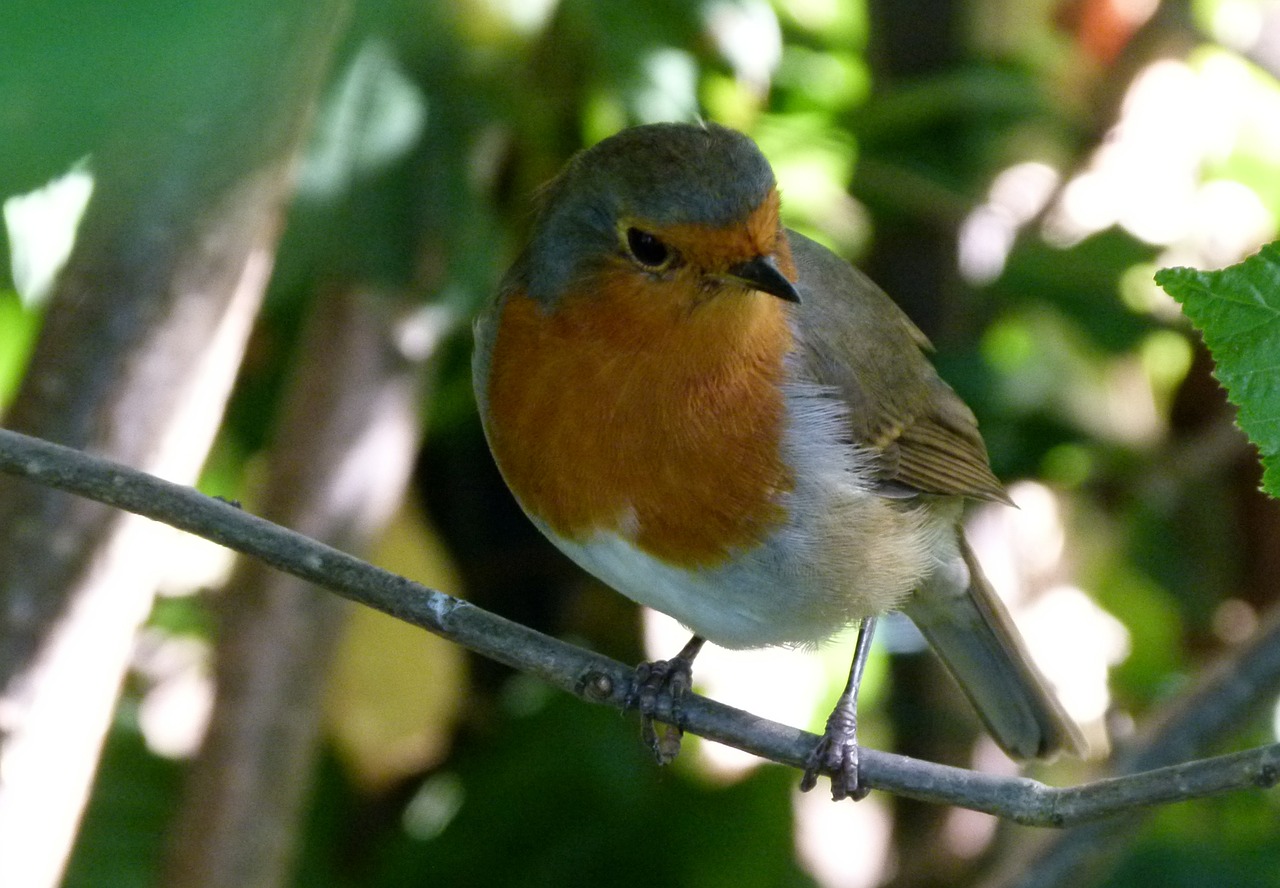 bird robin red free photo