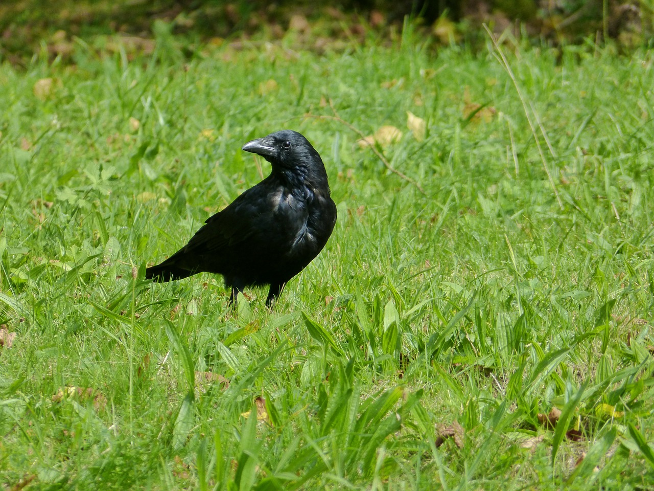 bird raven animal free photo