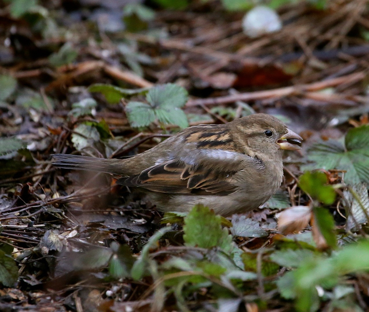 bird tree sparrow passer montanus free photo