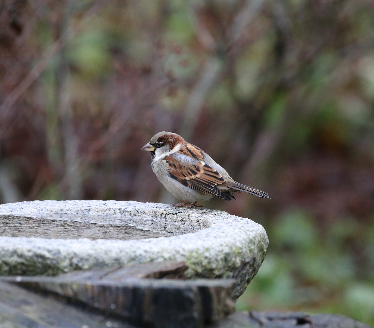 bird house sparrow passer domesticus free photo