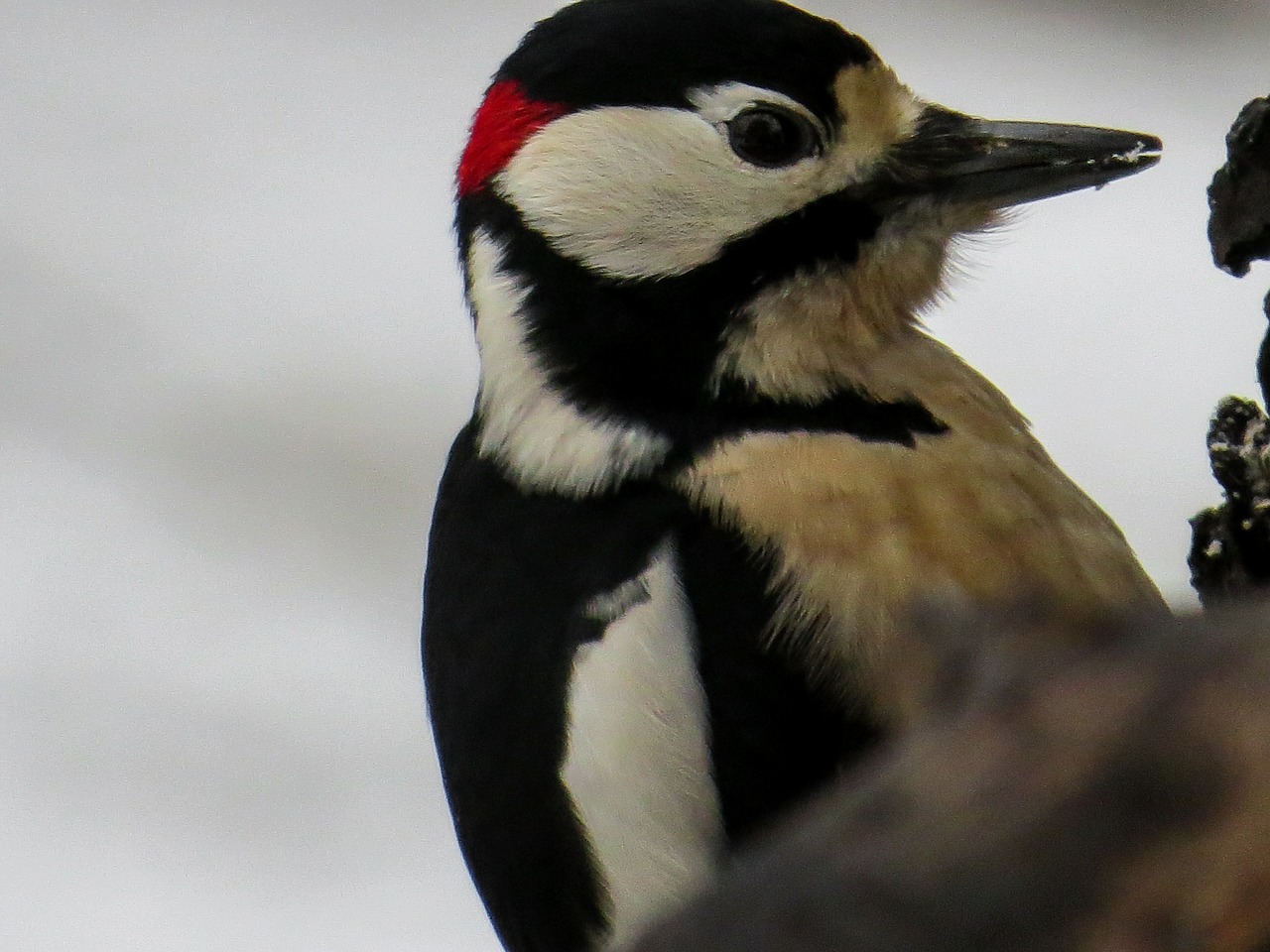 bird woodpecker great spotted woodpecker free photo