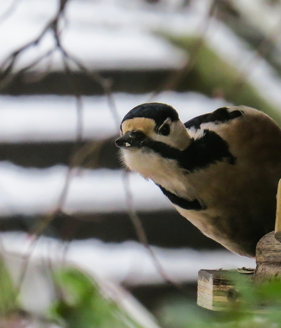 bird woodpecker great spotted woodpecker free photo