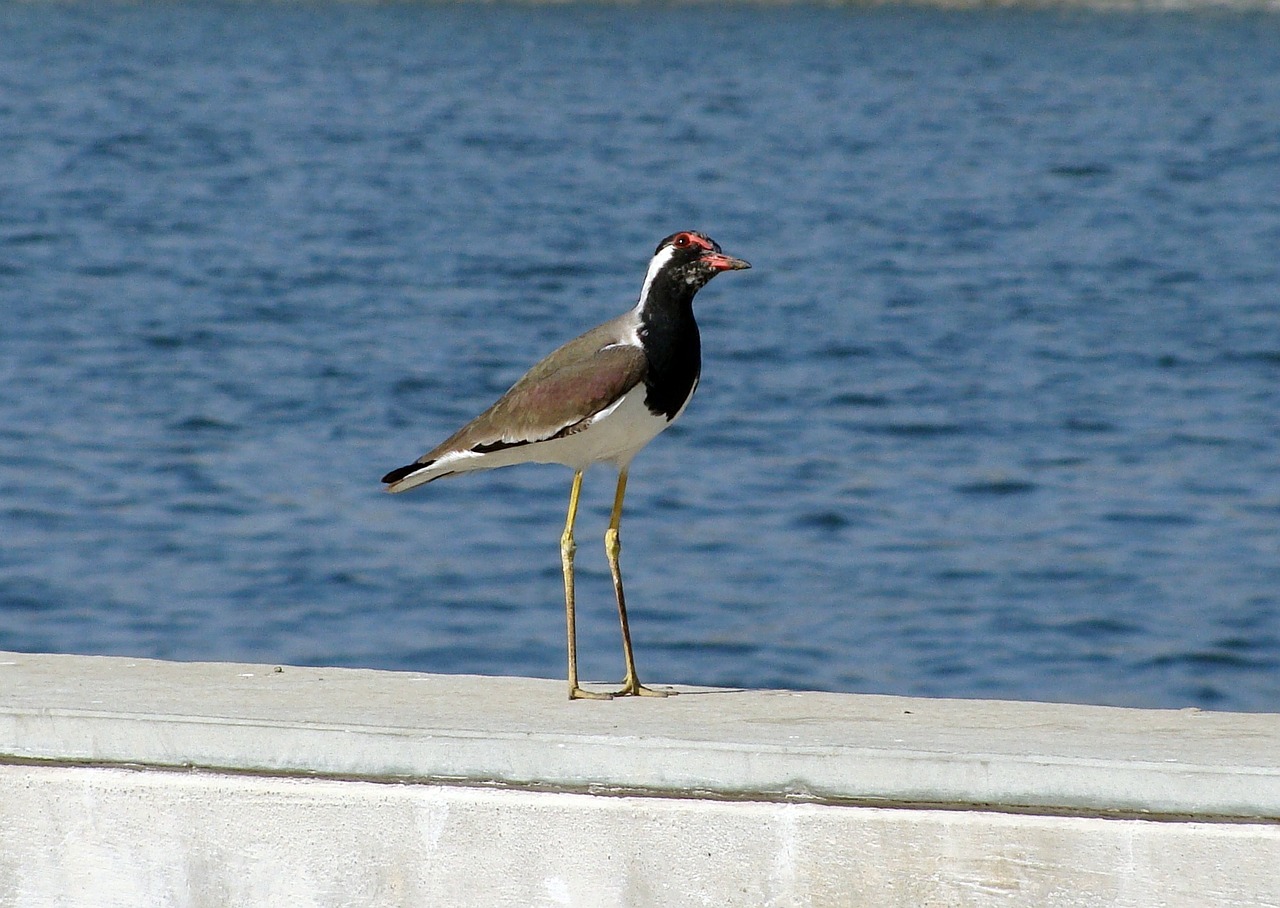 bird riverfront waterfront free photo