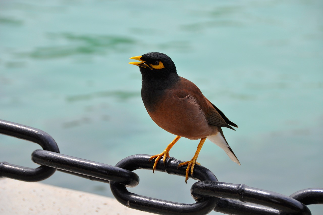 bird water nature free photo