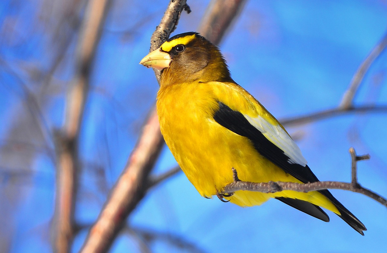 bird bright colors evening grosbeak free photo