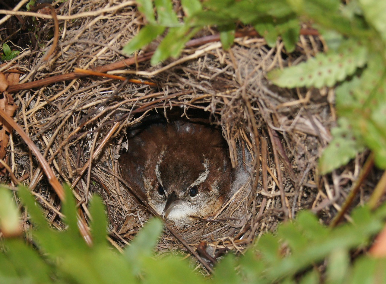 bird nest nesting free photo