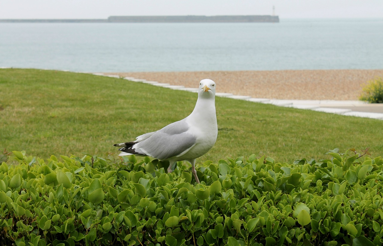 bird sea wildlife free photo