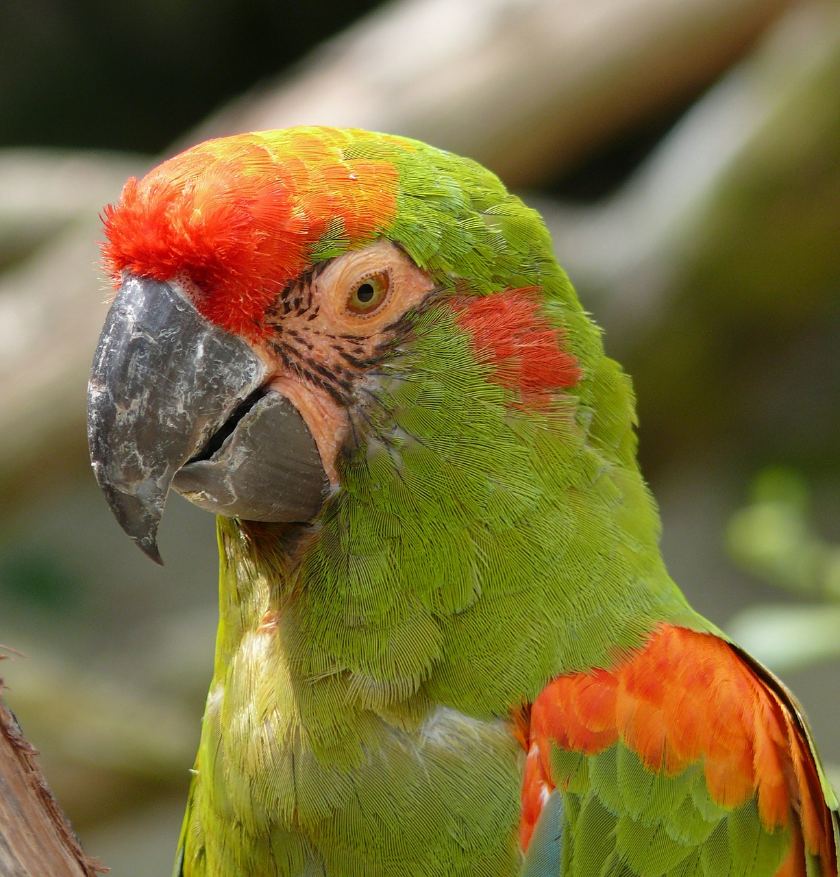 bird parrot color free photo