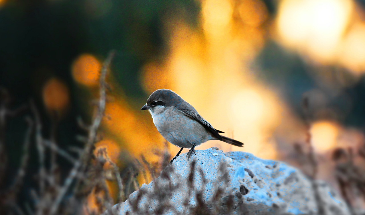 bird sparrow nature free photo