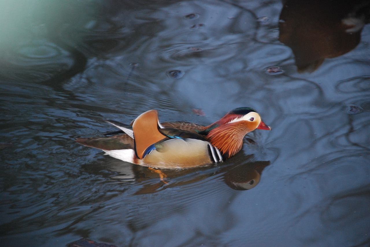 bird duck water free photo