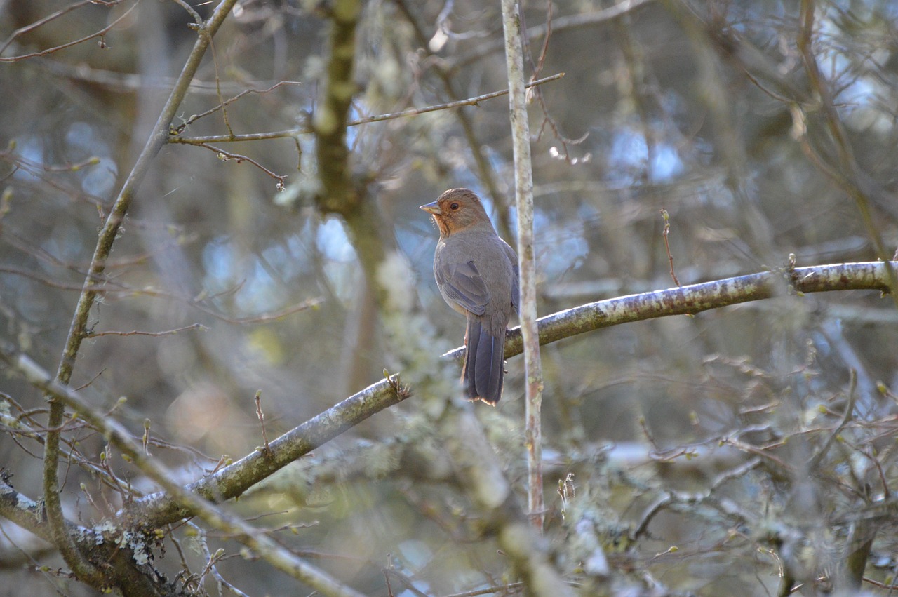 bird tree nature free photo