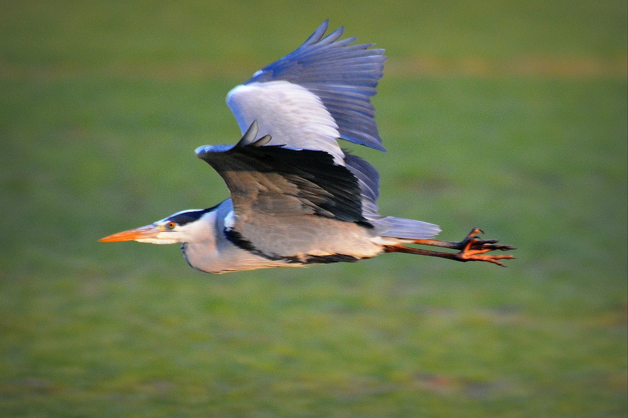 bird animal heron free photo