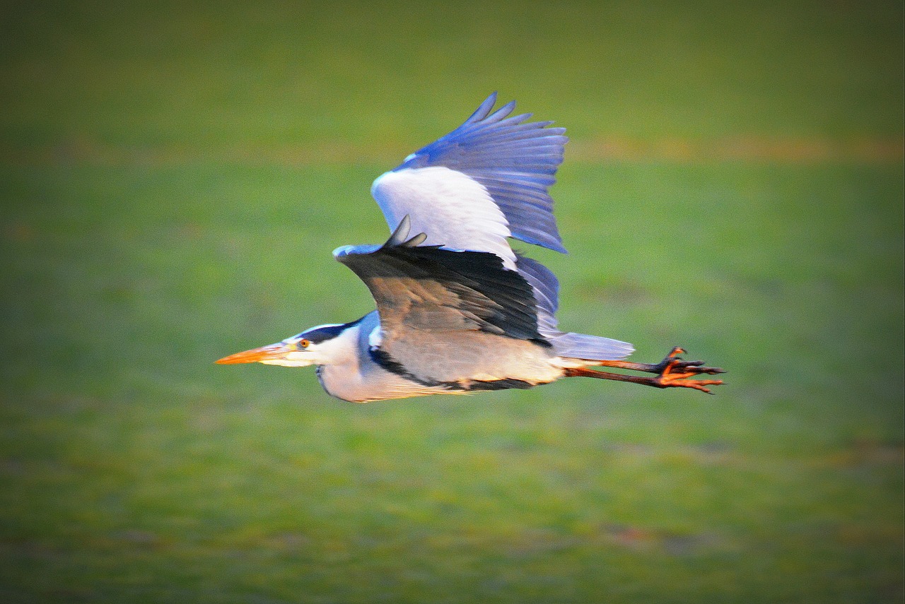 bird animal heron free photo