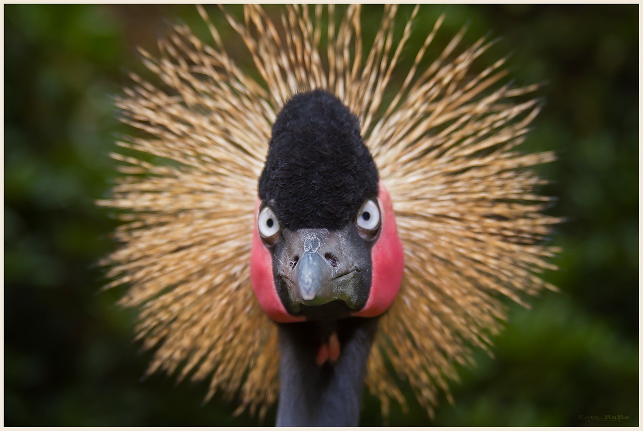 bird fly portrait free photo