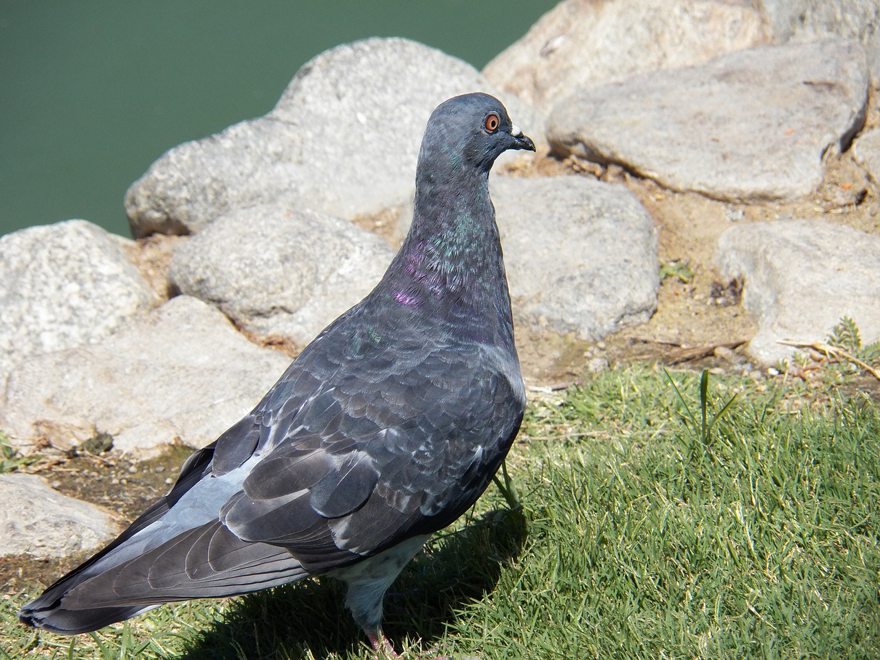 bird water pond free photo