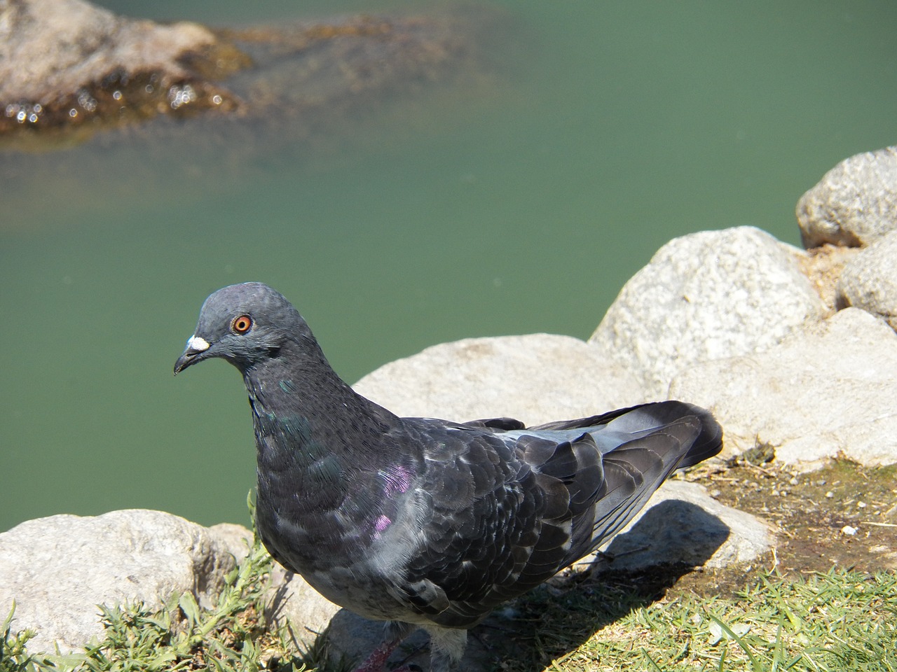 bird water pond free photo