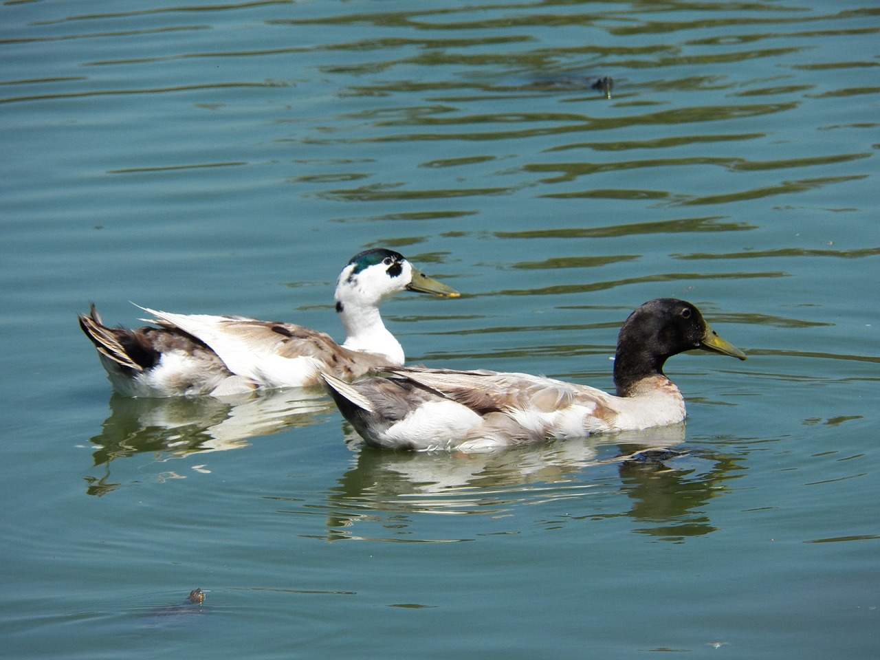 bird water pond free photo