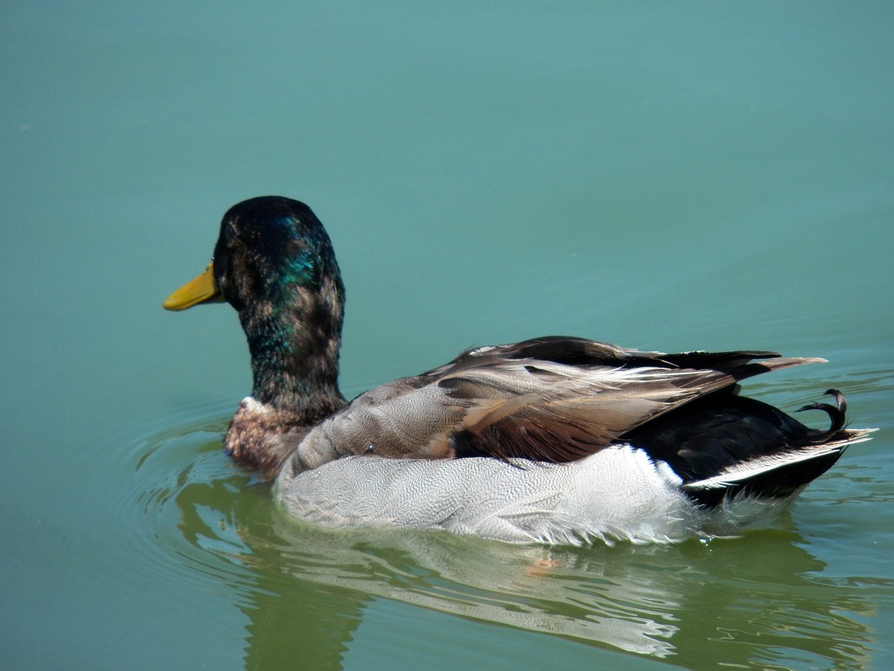 bird water pond free photo