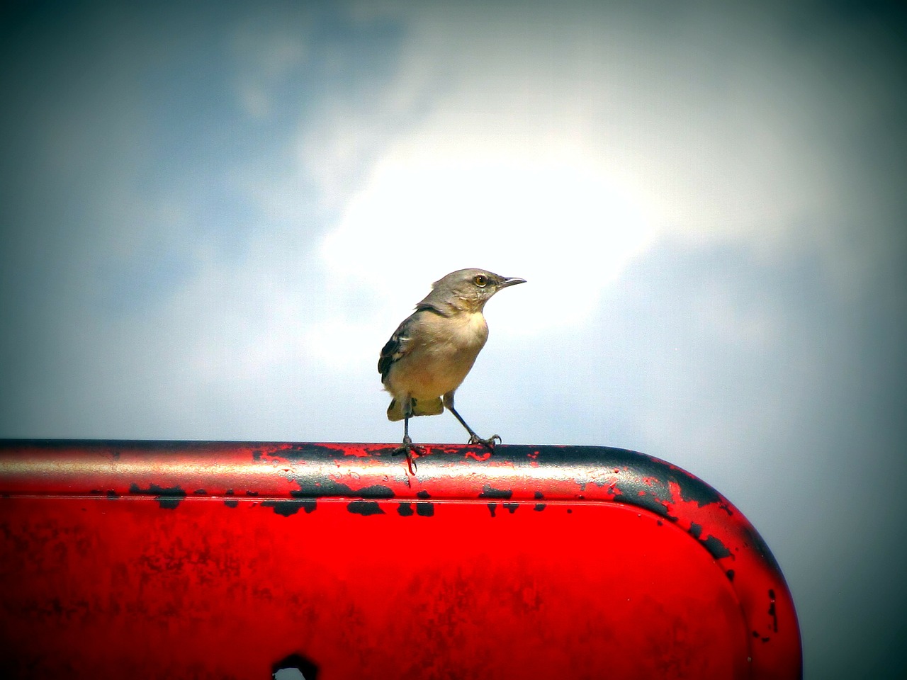 bird animal sky free photo