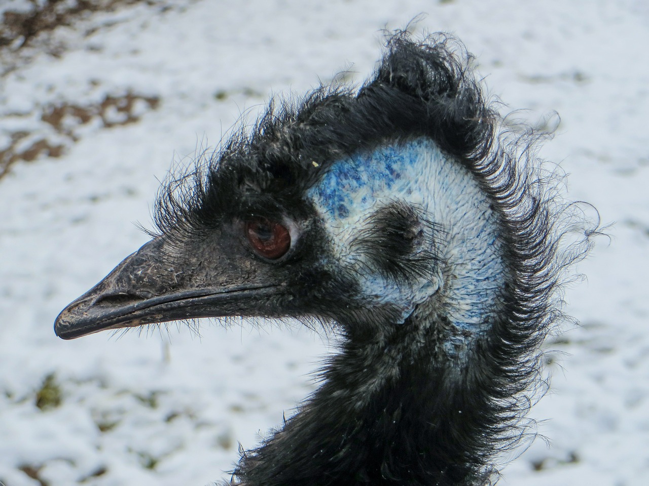 bird emu flightless bird free photo
