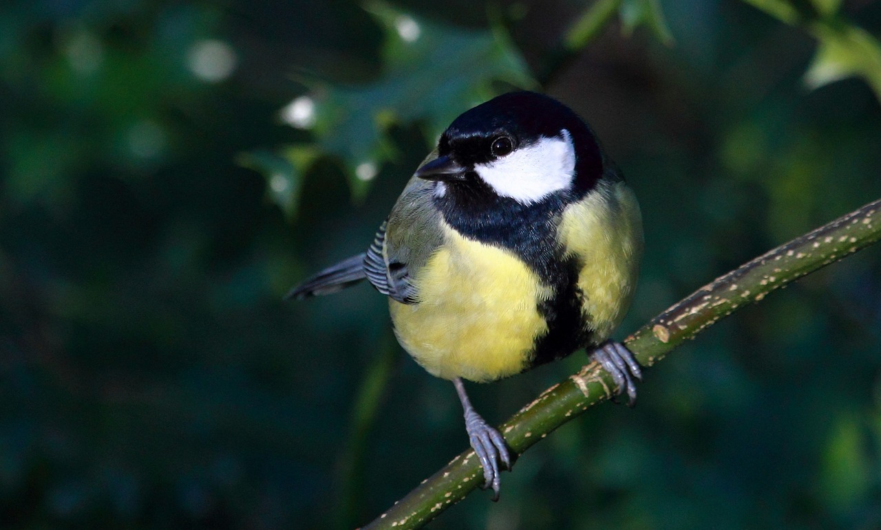 bird great tit wildlife free photo