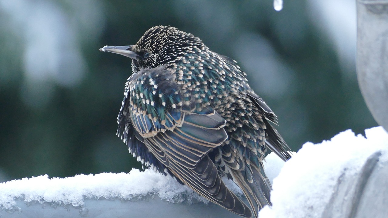 bird winter nature free photo