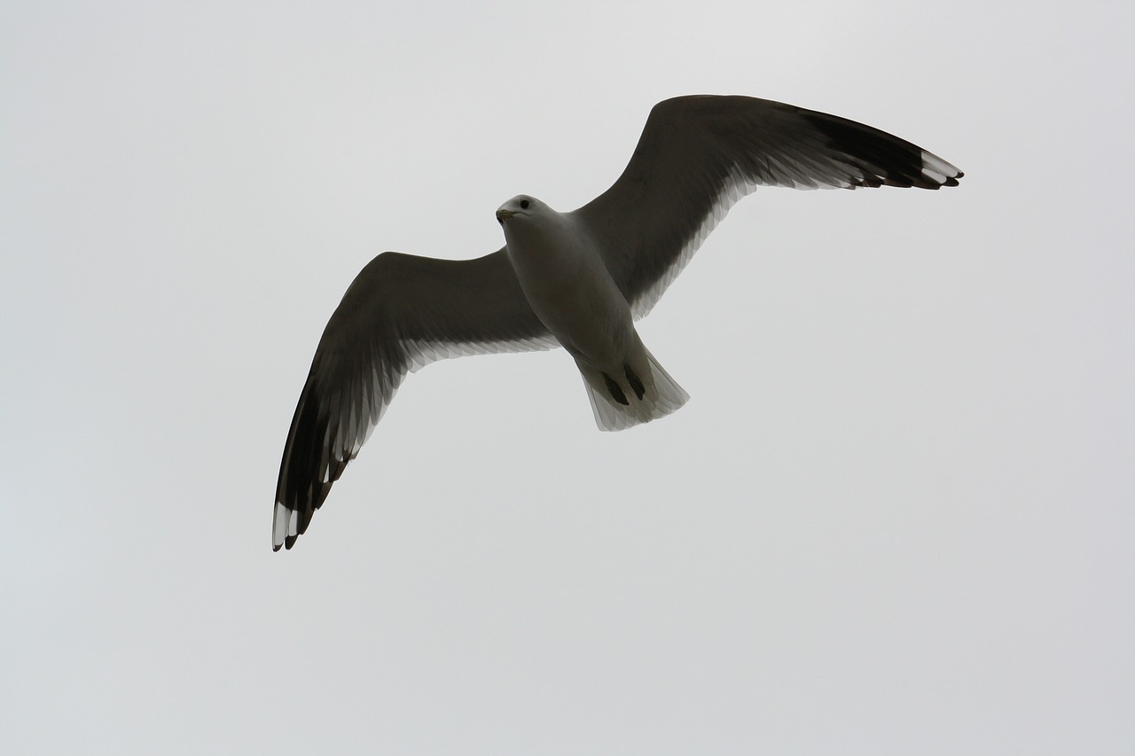 bird seagull fly free photo