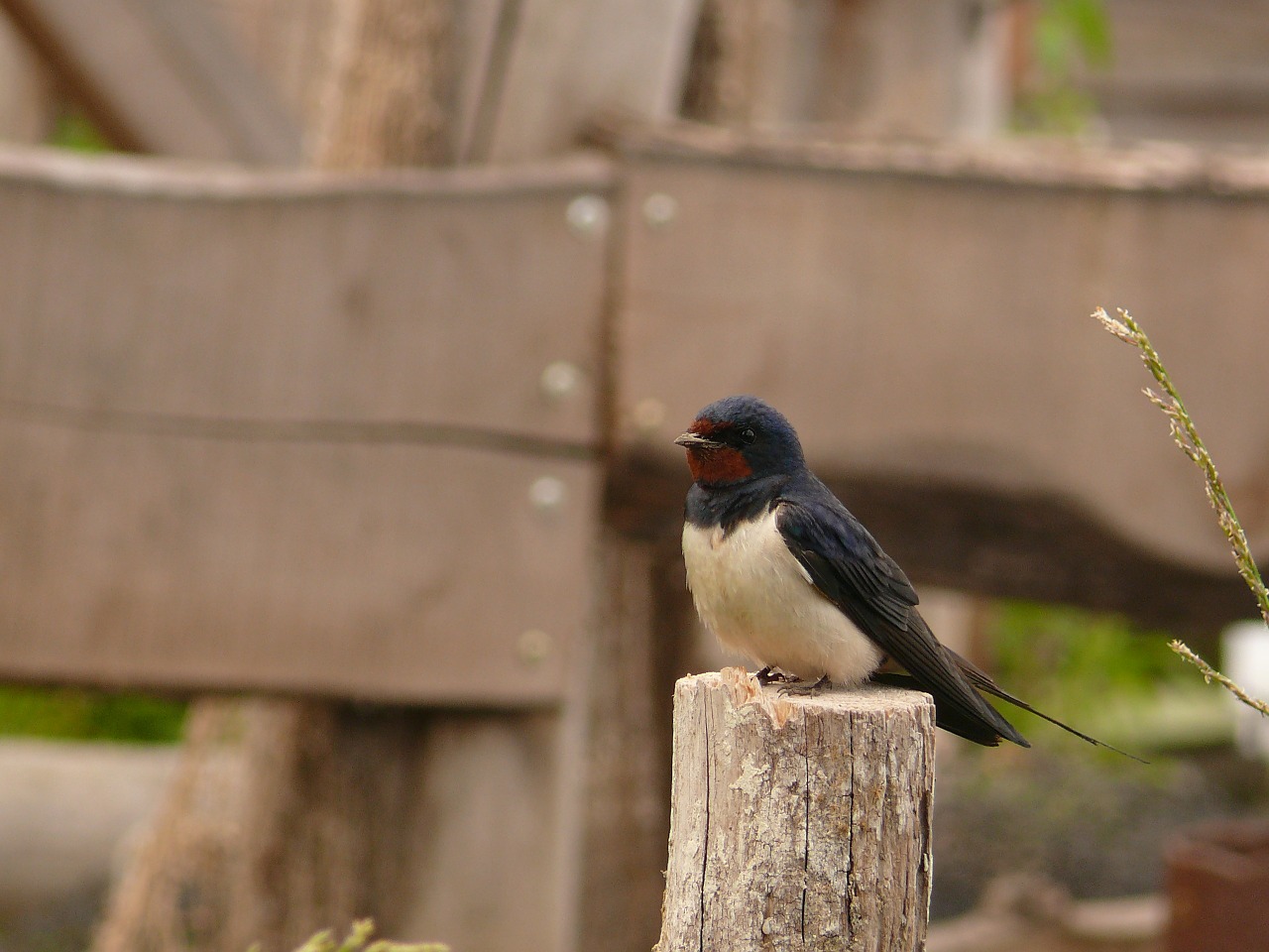 bird tit small bird free photo