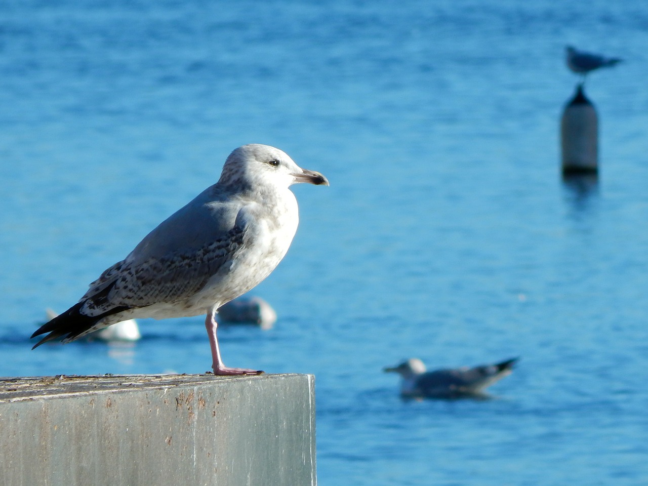 bird seagull port free photo