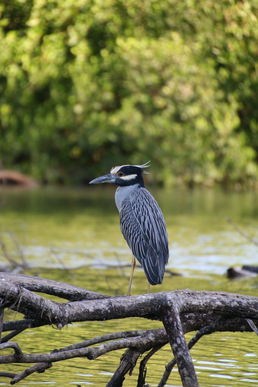 bird river costa rica free photo