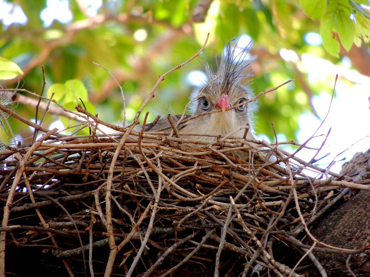 bird animal tropical birds free photo