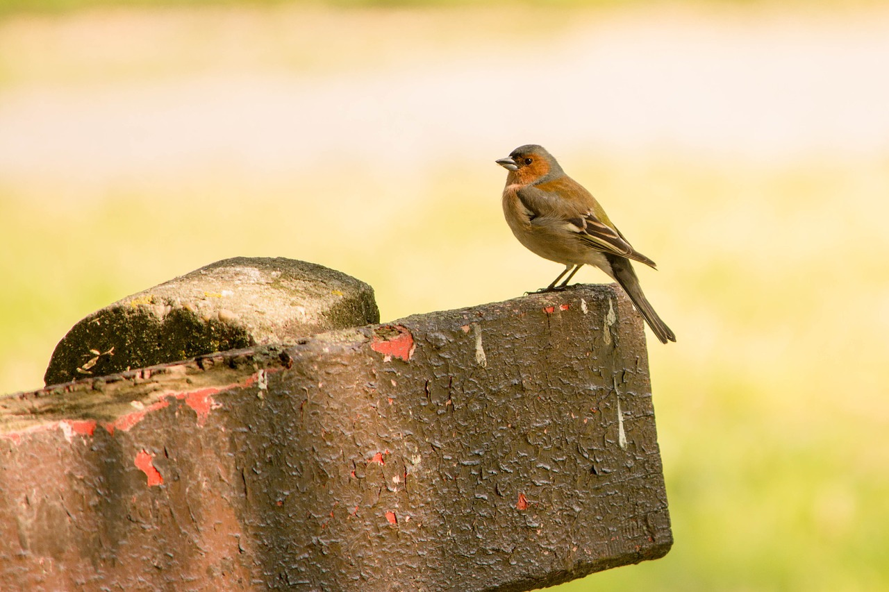 bird nature fauna free photo