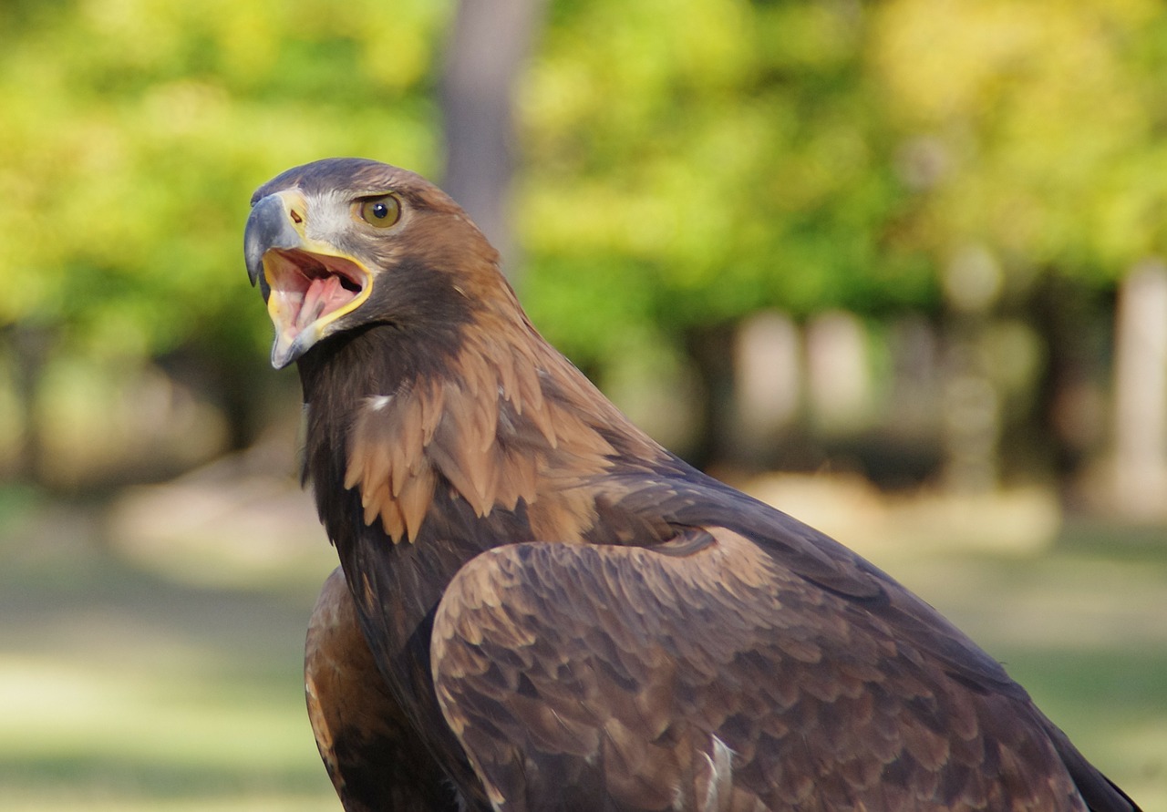 bird raptor adler free photo