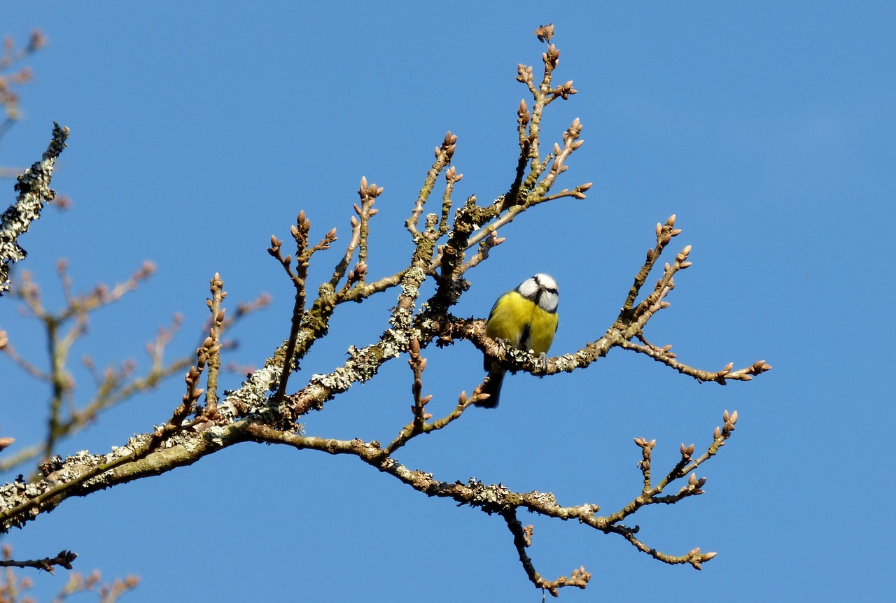 bird great tit tree free photo