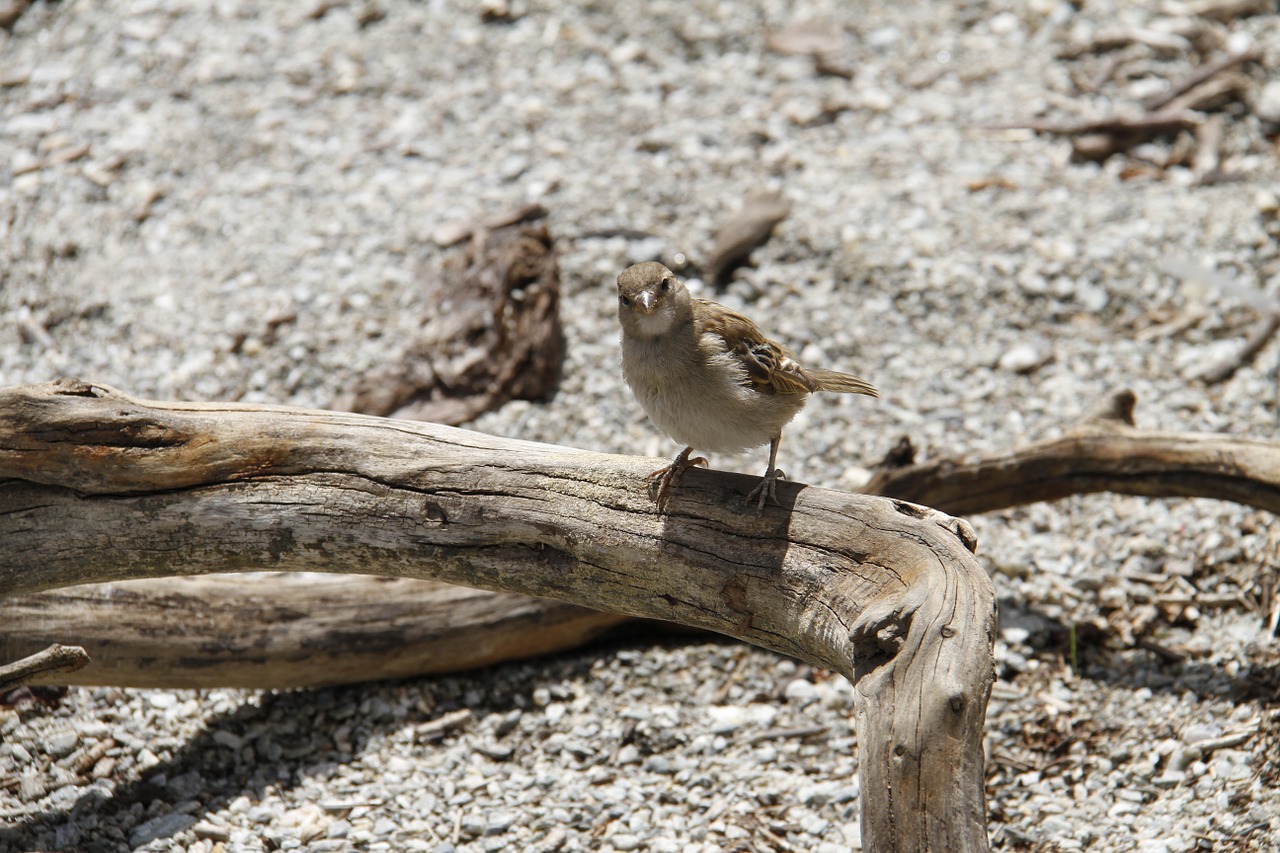 bird log nature free photo