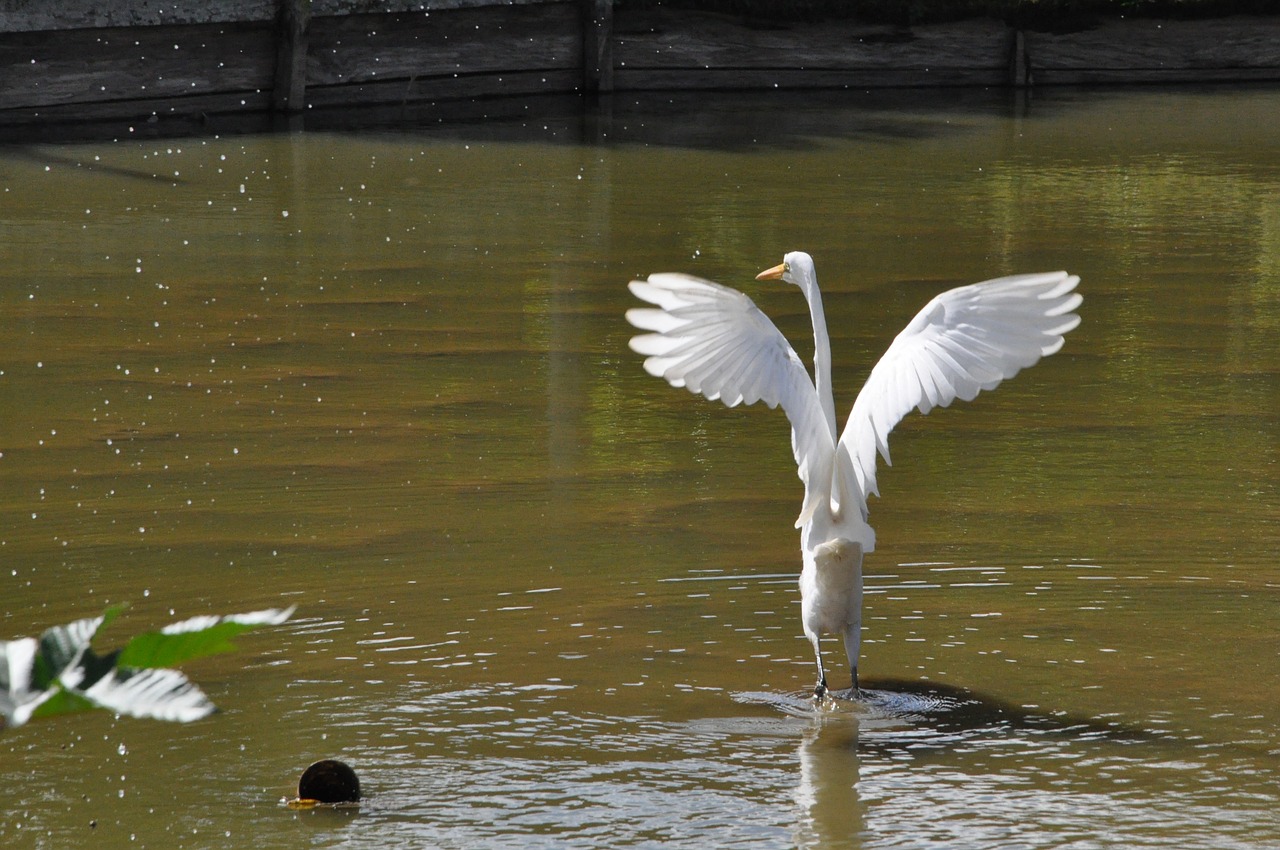 bird pond nature free photo