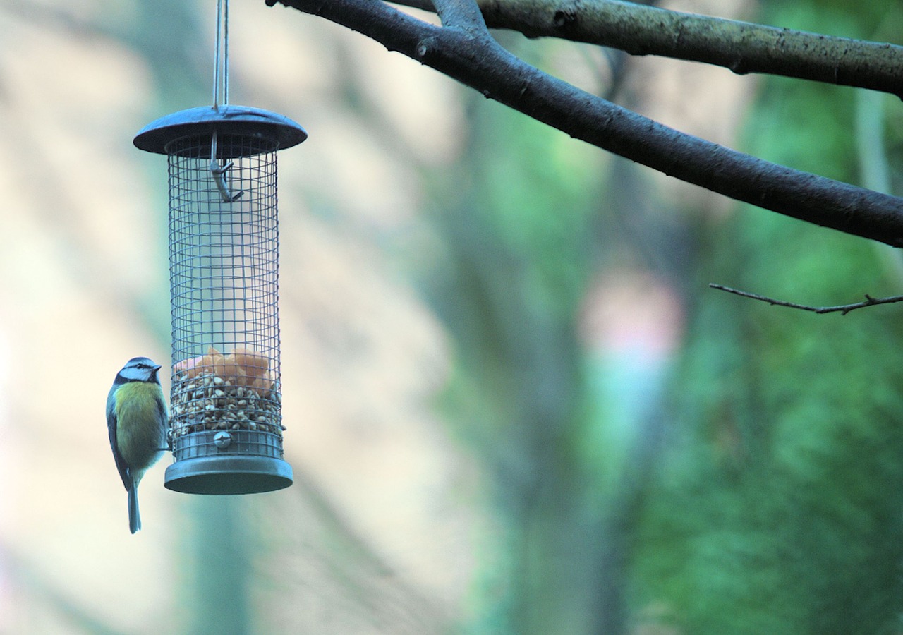 bird nature blue tit free photo