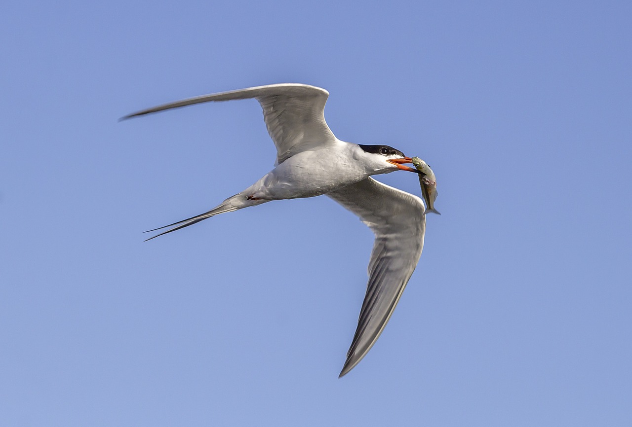 bird fishing nature free photo