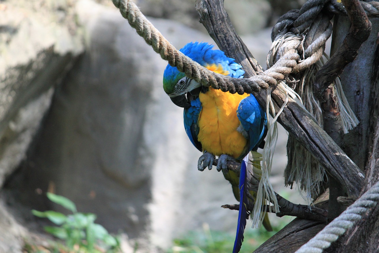 bird parrot ara free photo