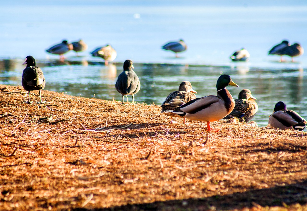 bird duck pond free photo