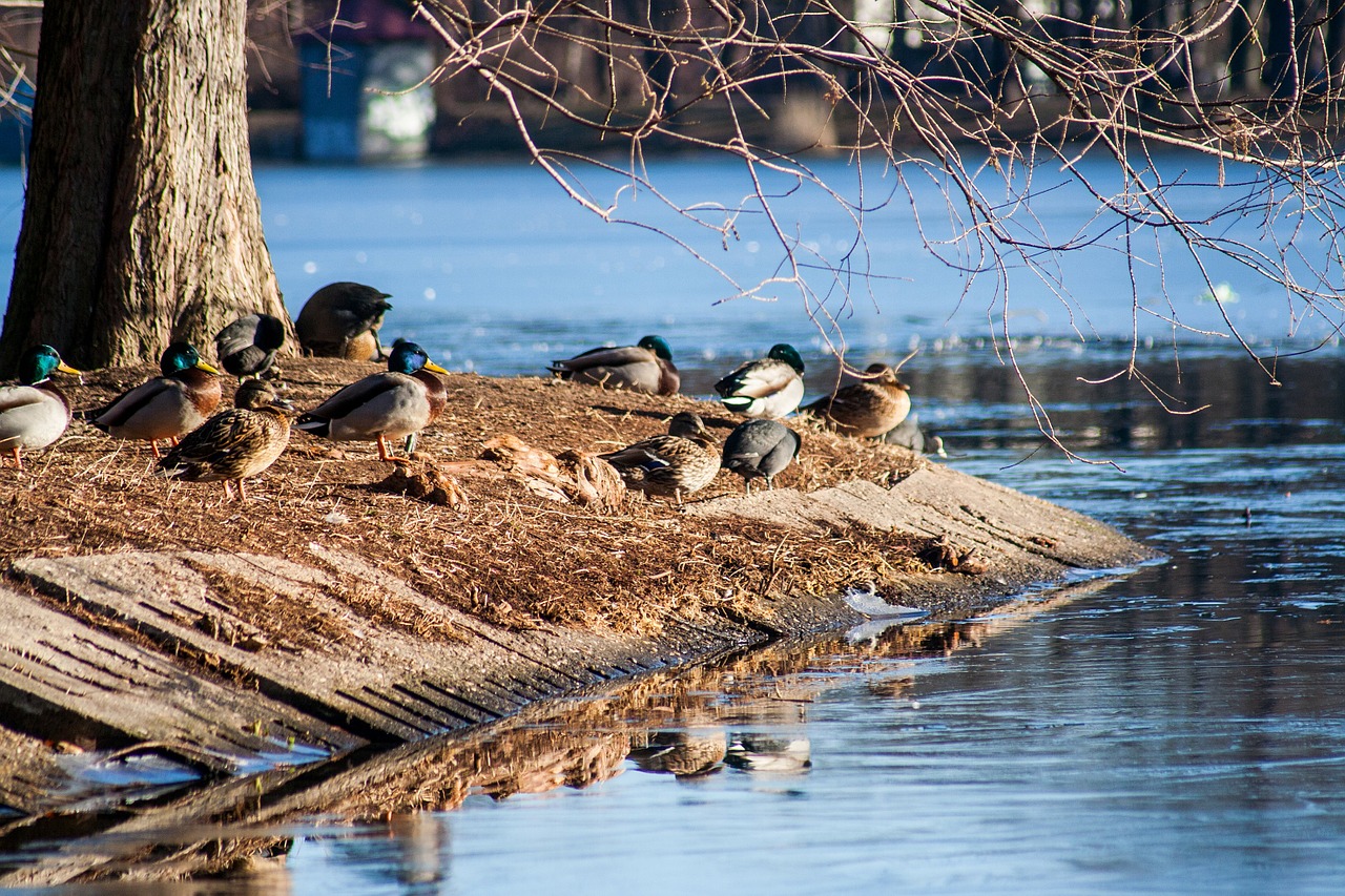 bird duck pond free photo