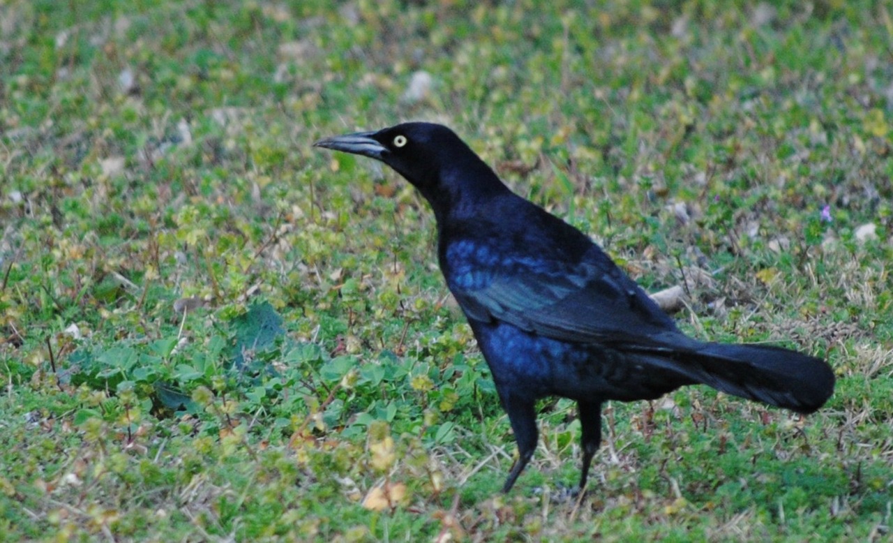 bird black silhouette free photo